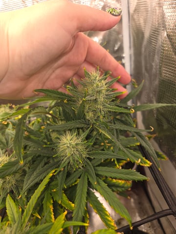 Experiment Time — flower, day 68