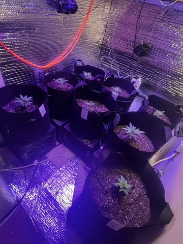 The whites — vegetative, day 1