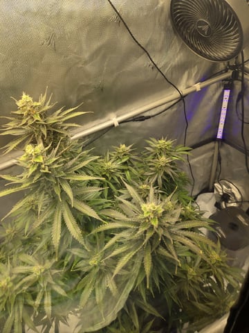 First Indoor Grow — flower, day 115
