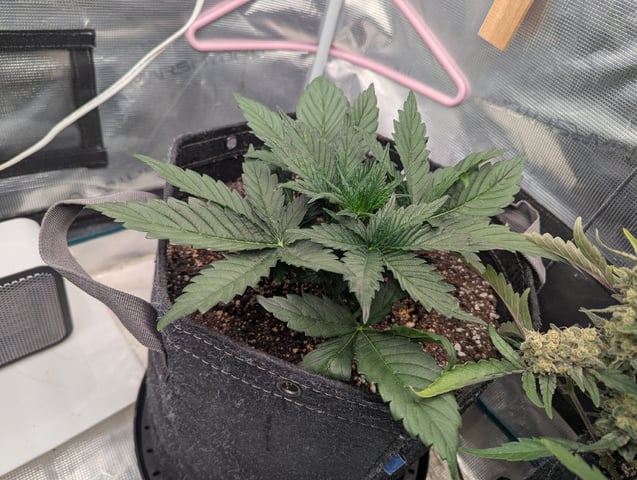 Trizzler  — vegetative, day 24