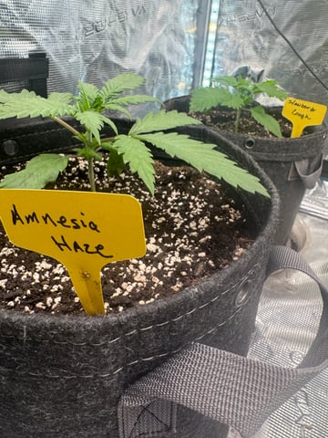  Amnesia Haze — vegetative, day 4