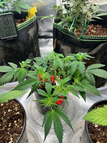 32oz Container Grow — auto, day 6