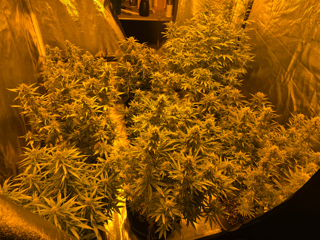 2nd Autoflower Indoor Grow — flower, day 68