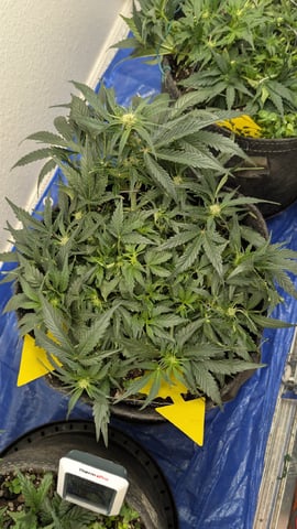 mephisto winter 2026 — flower, day 41