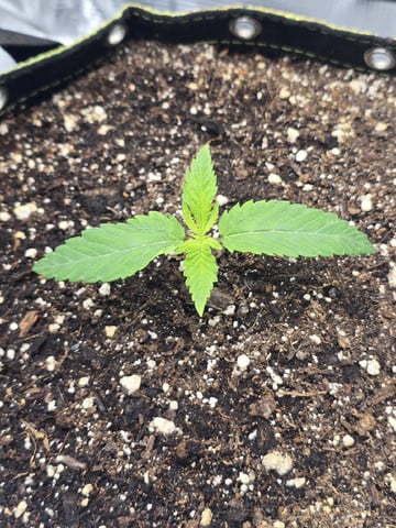 mc nuggets r1 — vegetative, day 9