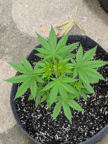 Gorilla Cookies Auto — vegetative, day 32
