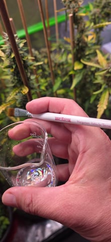 Here We Grow... — flower, day 86