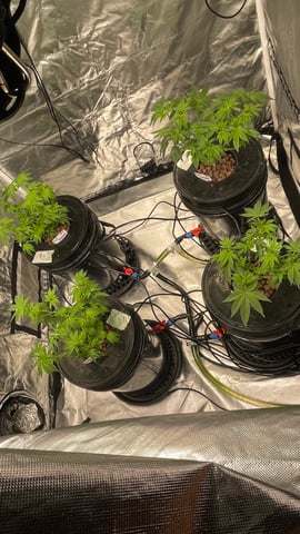 1st Ever Grow (Fat Bastard)(RDWC)  — vegetative, day 62