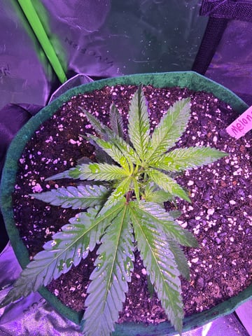 FIRST GROW — vegetative, day 11