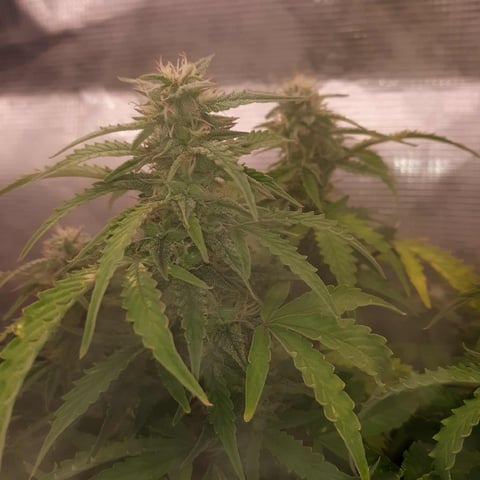 week 1 — flower, day 67