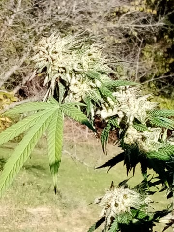 Unkown1  — flower, day 4