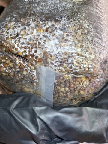 4’x8’ Grow1 — vegetative, day 35