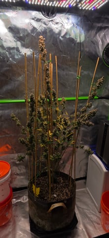 Here We Grow... — flower, day 121