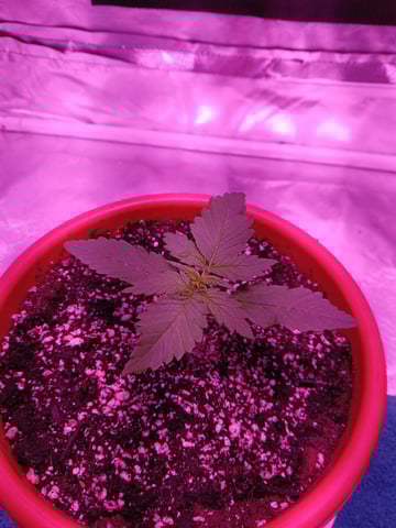 CountryG  — seedling_rooting, day 17