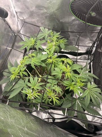 Blackberry Kush — vegetative, day 33