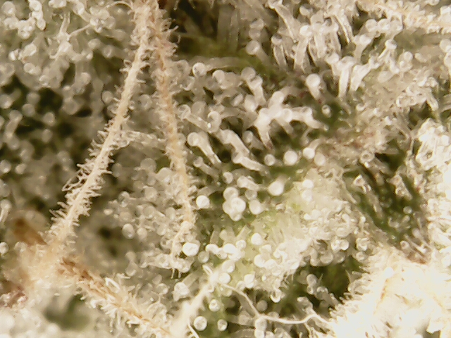 3rd run, 8 plant mom hunt - indoor top fed DTW with rockwool — flower, day 152