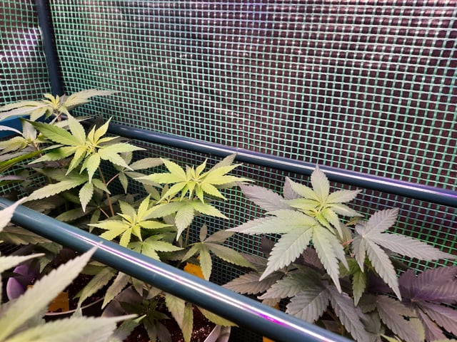 missing pieces — vegetative, day 58