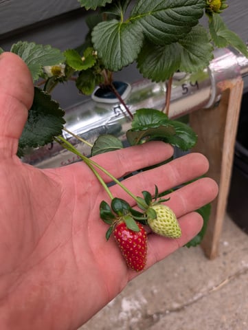 outdoor hydro ladder — vegetative, day 18