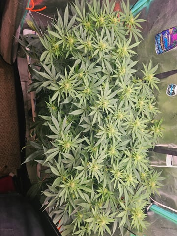 scrog from cut.  — flower, day 36