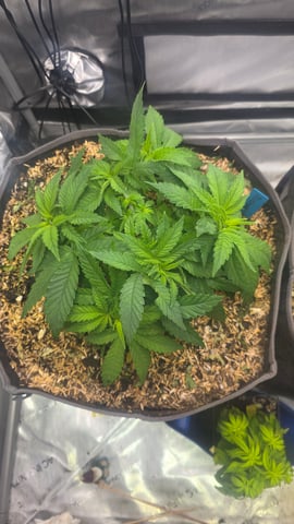 Original 1990 genetics  — vegetative, day 48