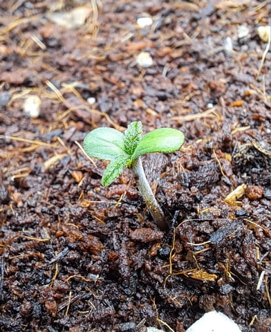 Bucket List Grow #1 — germination, day 3