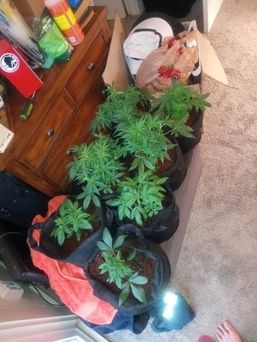  auto mixed pack indoor attempt #1 — vegetative, day 41