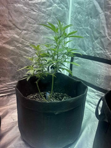 chem#4 — vegetative, day 18