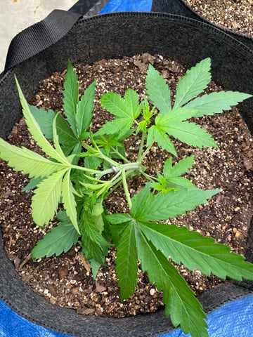 Banana Kush Auto Seed Supreme — vegetative, day 21