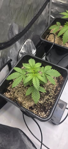 Maple Nectar  — vegetative, day 22