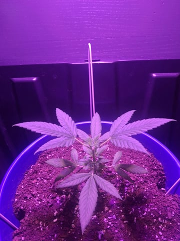 5 Random Seeds in a pot I found in my grinder. — vegetative, day 18