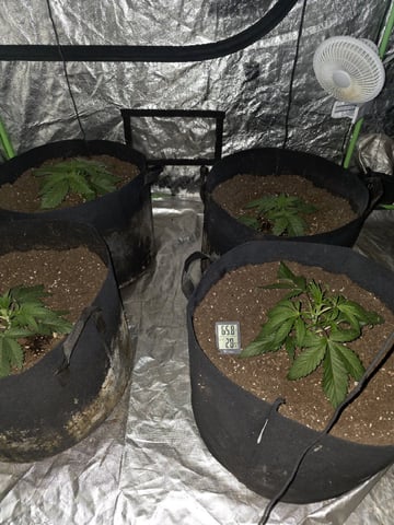 Apple fritta — vegetative, day 10