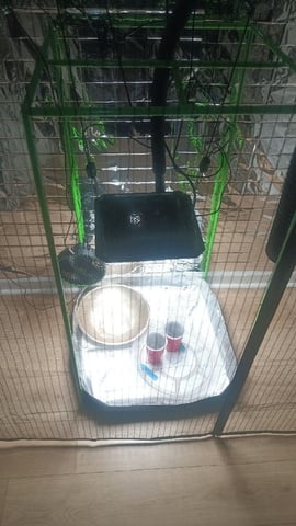 Gelato & Amnesia  — seedling_rooting, day 1