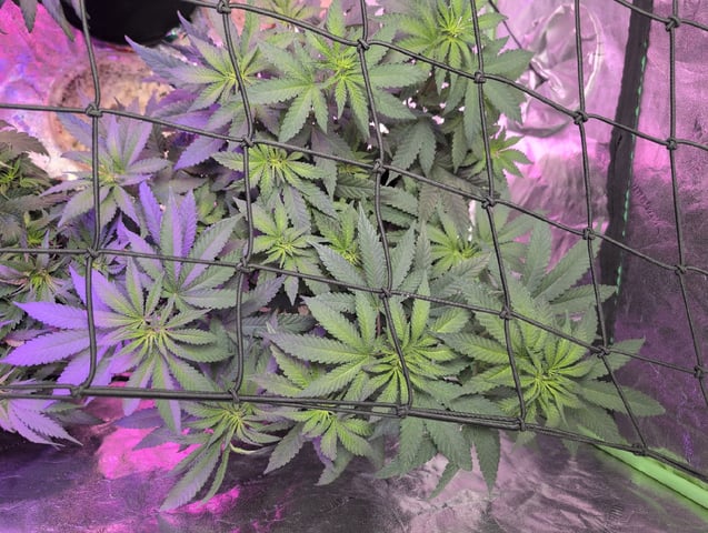 2025-26 — flower, day 50