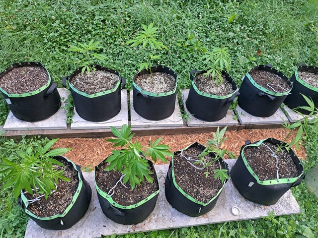 Bucket List Grow #2 — vegetative, day 34