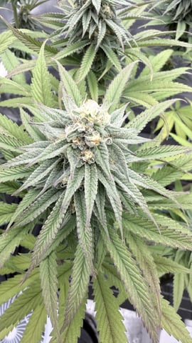 Blue Dream Grow — flower, day 67