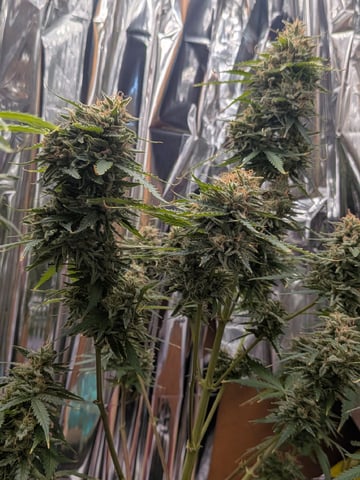Zkittlez (Auto) — flower, day 115