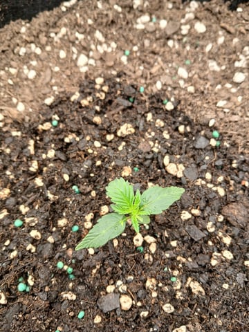 Lsd25, Dosido,GDP All Autos.