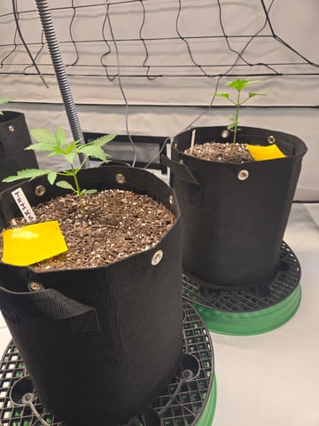 2nd Grow 3x5 tent — vegetative, day 20