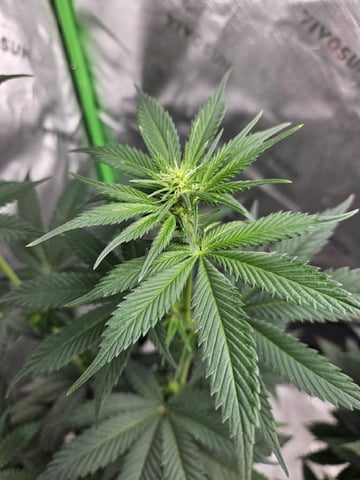 Bruce Banner #4  — flower, day 70