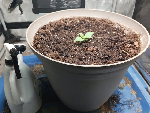 2nd Grow 2026  — vegetative, day 16