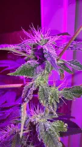 OG Kush — flower, day 98