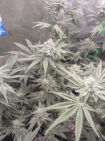 Mainely Genetics Micro Pheno Hunt — flower, day 76