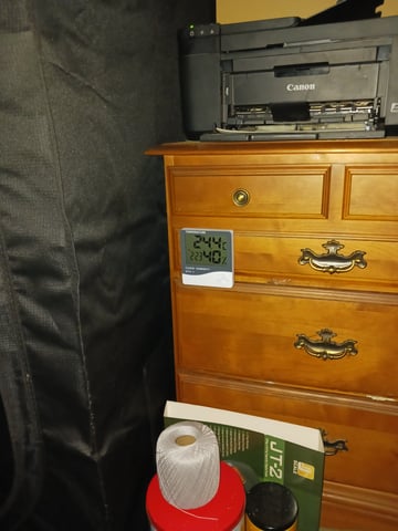 black gorilla feminized — flower, day 1