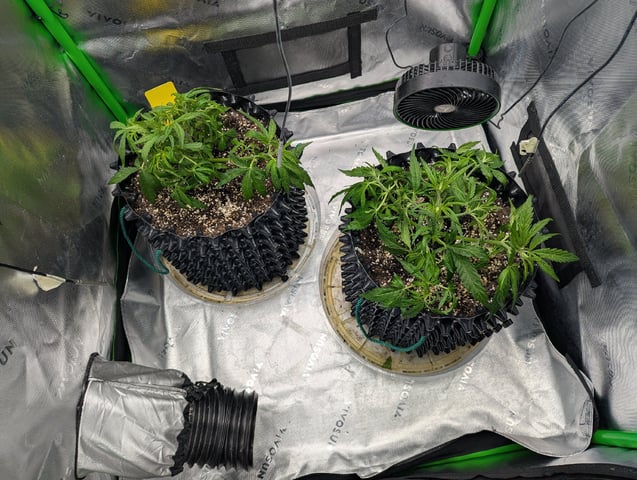 Titan F1 grow  — vegetative, day 32