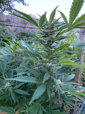 queen of soul X cap junky  — flower, day 156