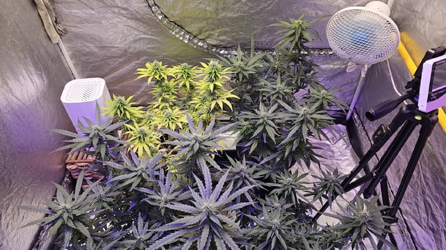 Amnesia Haze Run — flower, day 62