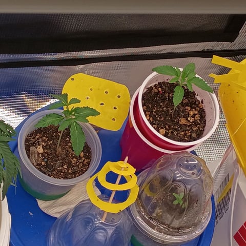 TentPlantLightFan — vegetative, day 34