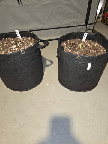 2nd Grow 3x5 tent — flower, day 91