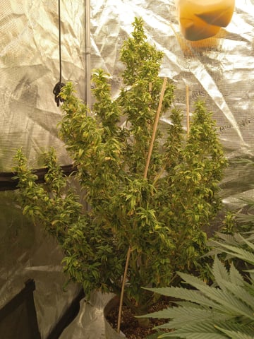 5 Autos — vegetative, day 10