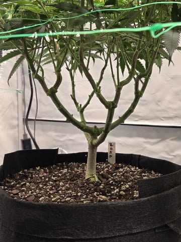 Zoap & Mimosa x OrangePunch — flower, day 78